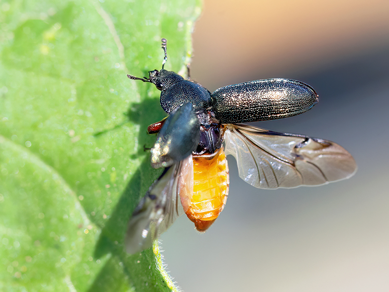 Platycerus caraboides (Weibchen)