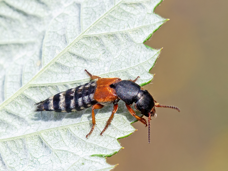 Platydracus stercorarius