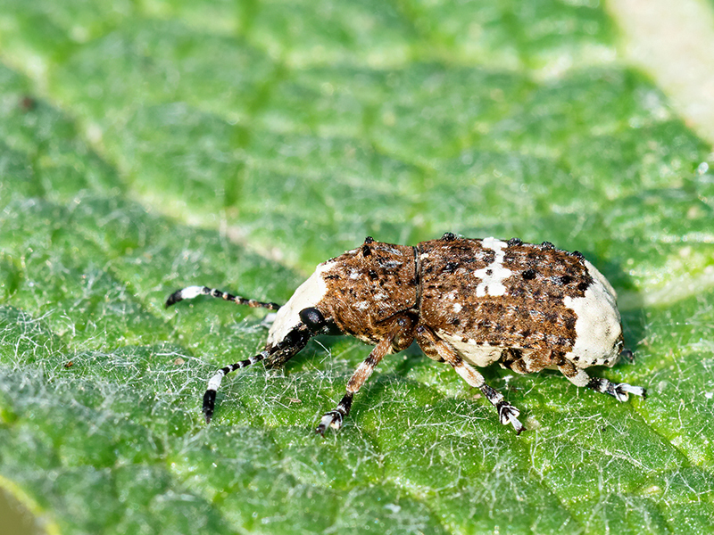 Platystomos albinus (Weibchen)