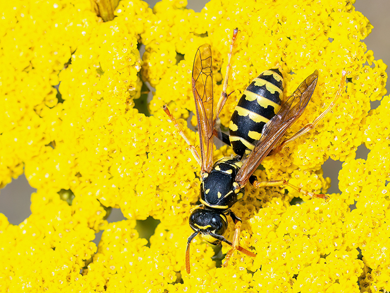 Polistes dominula (Königin)