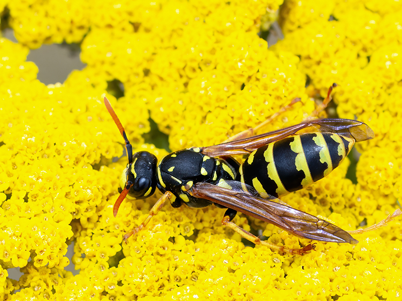 Polistes dominula (Königin)