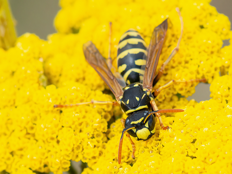 Polistes dominula (Königin)