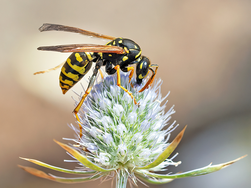 Polistes dominula (Königin)