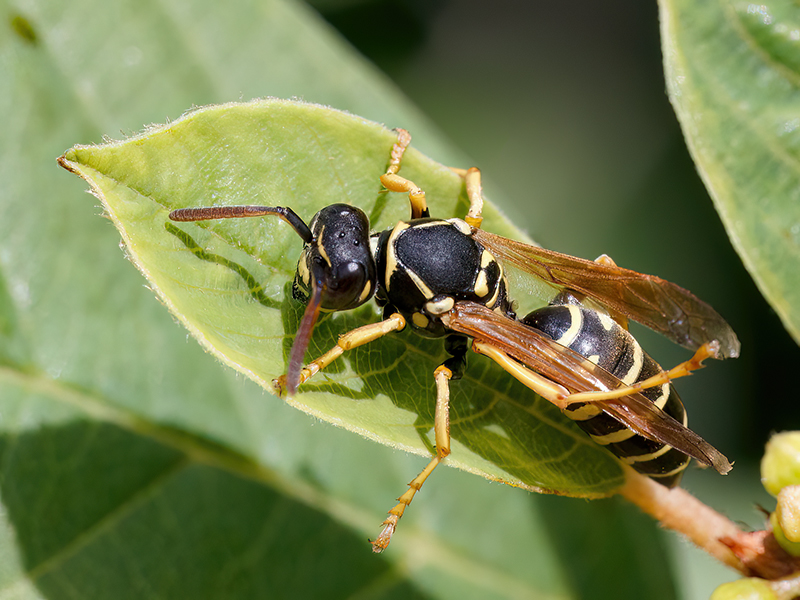 Polistes nimpha