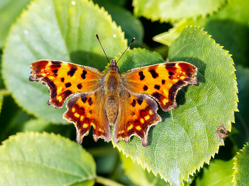 Polygonia c-album (2. Generation)
