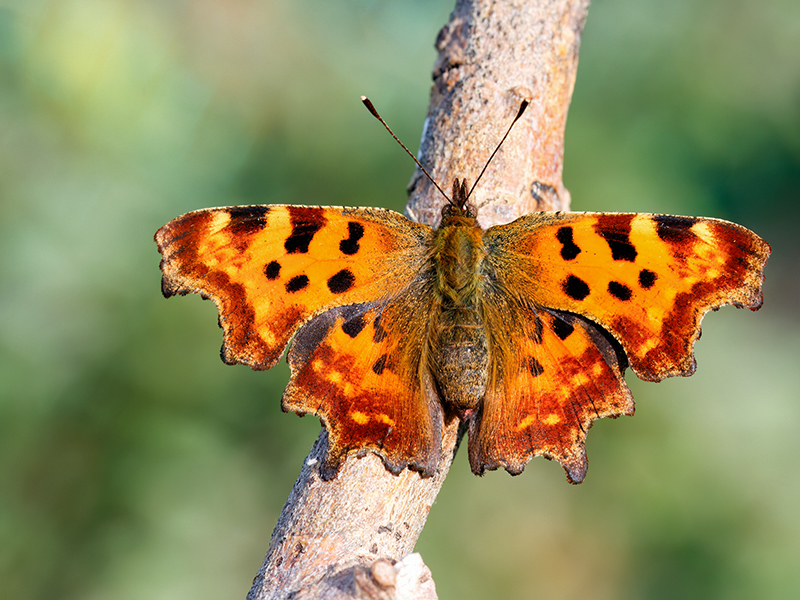 Polygonia c-album (2. Generation)
