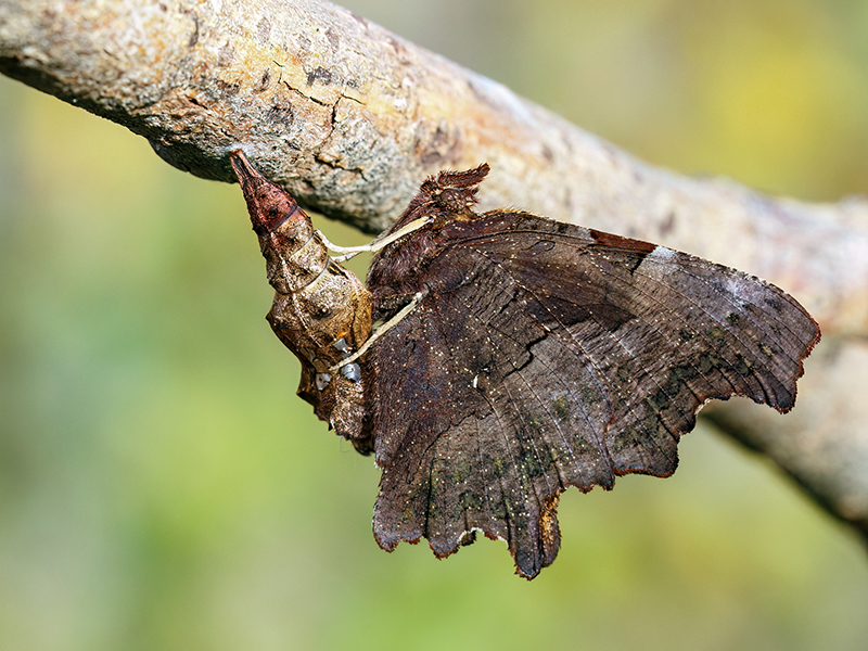 Polygonia c-album (2. Generation - Schlupf)