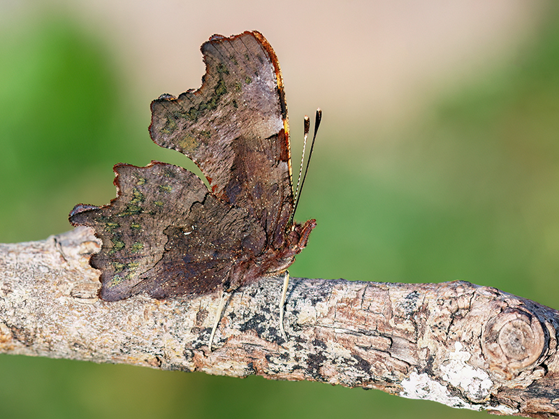 Polygonia c-album (2. Generation - Unterseite)