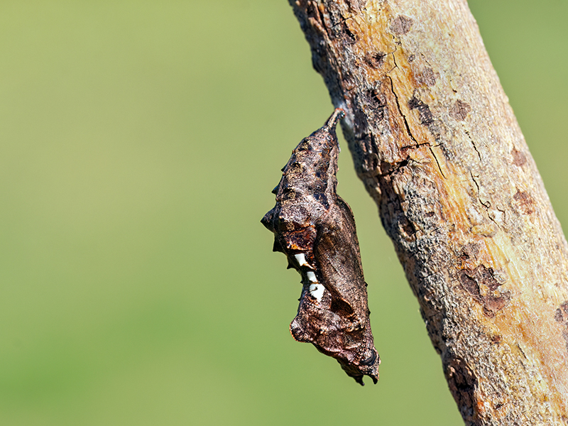 Polygonia c-album (Puppe)
