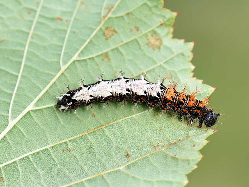 Polygonia c-album (Raupe)