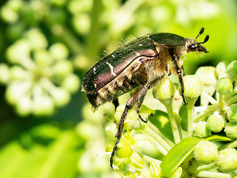 Protaetia cuprea