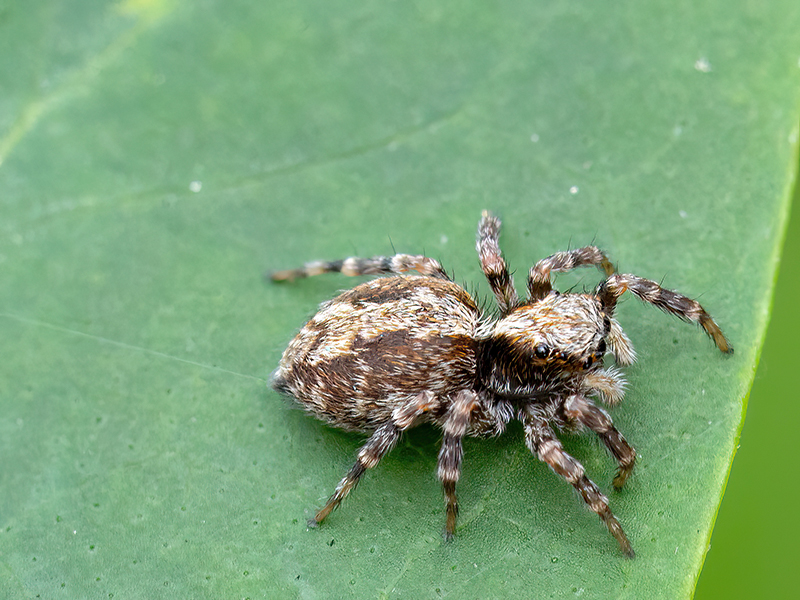 Pseudeuophrys lanigera (Weibchen)