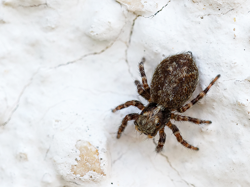 Pseudeuophrys lanigera (Weibchen)
