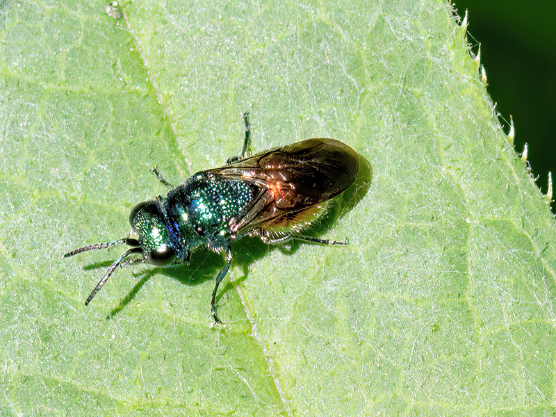 Pseudomalus auratus