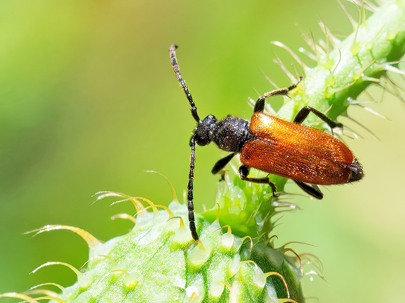 Pseudovadonia livida