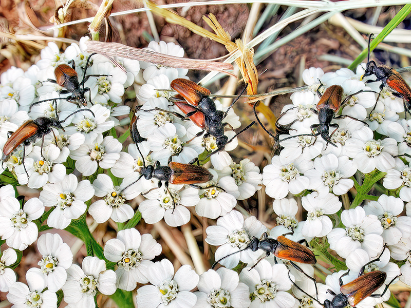 Pseudovadonia livida (Gruppe)