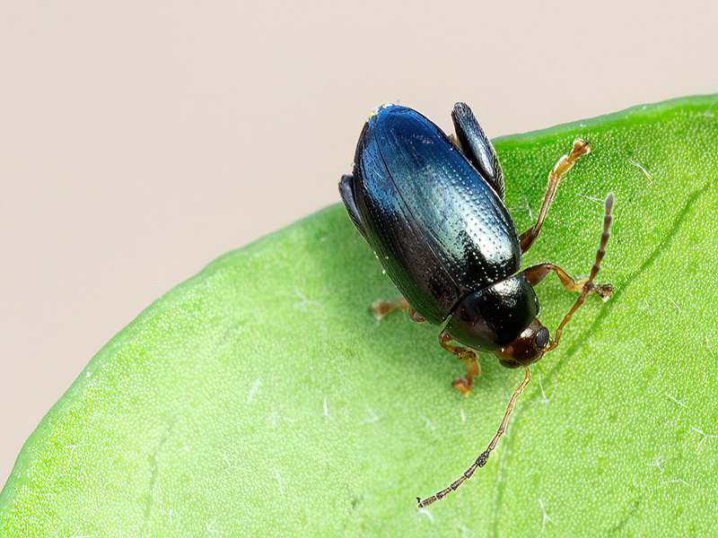 Psylliodes chrysocephalus