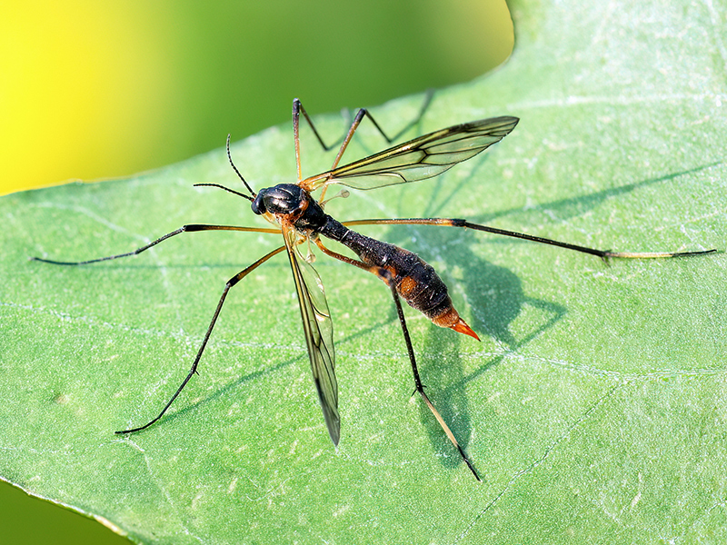 Ptychoptera albimana (Weibchen)