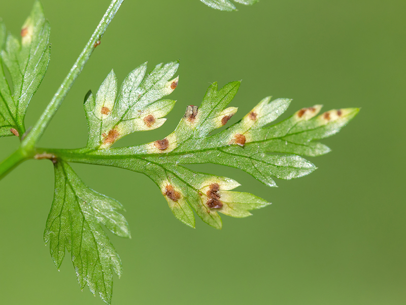 Puccinia nitida