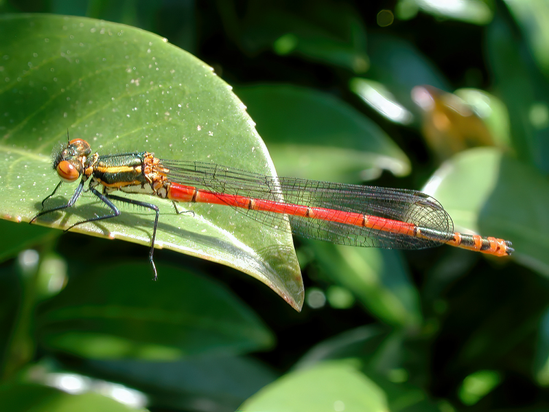 Pyrrhosoma nymphula