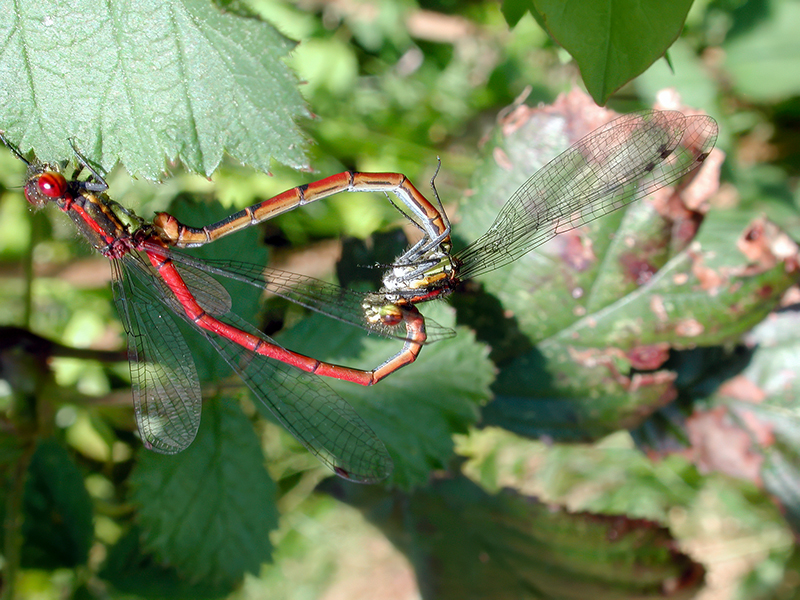 Pyrrhosoma nymphula