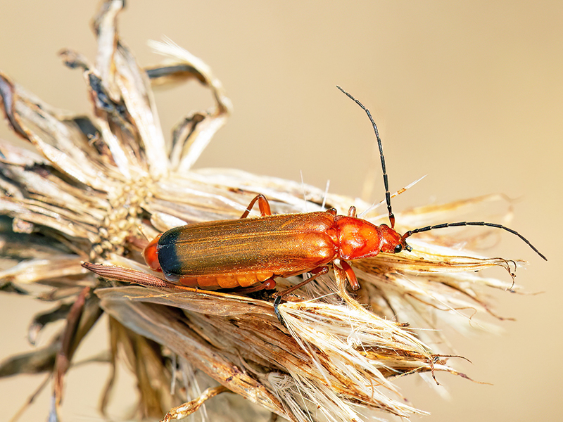 Rhagonycha fulva