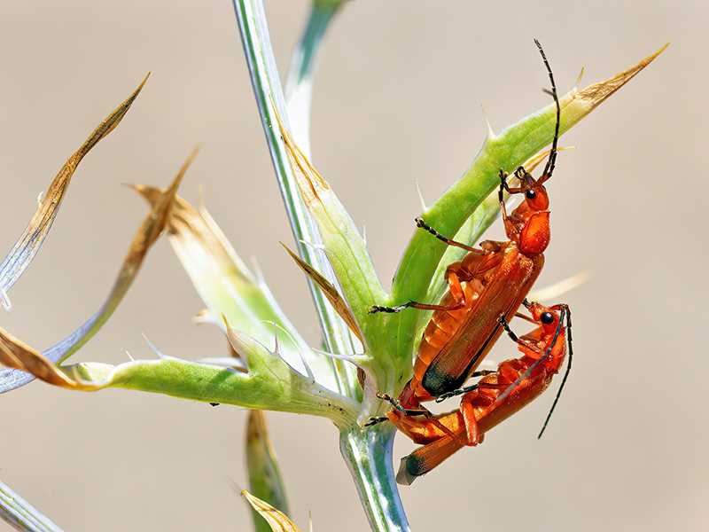 Rhagonycha fulva (Paarung)