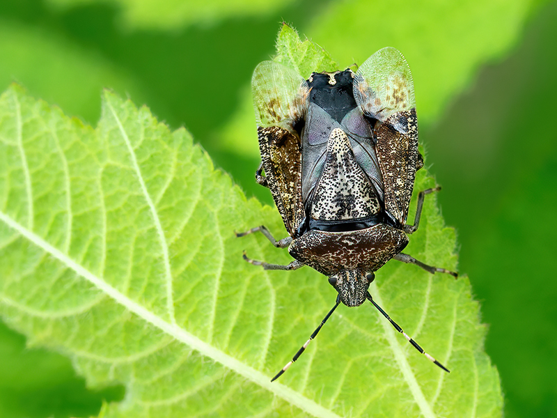 Rhaphigaster nebulosa