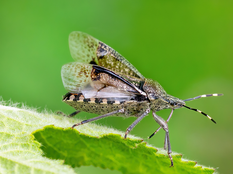 Rhaphigaster nebulosa