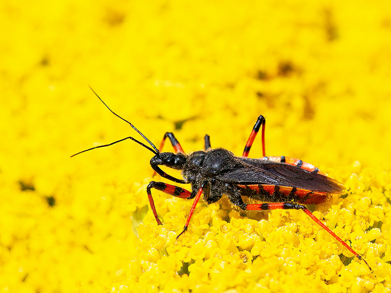 Rhinocoris annulatus