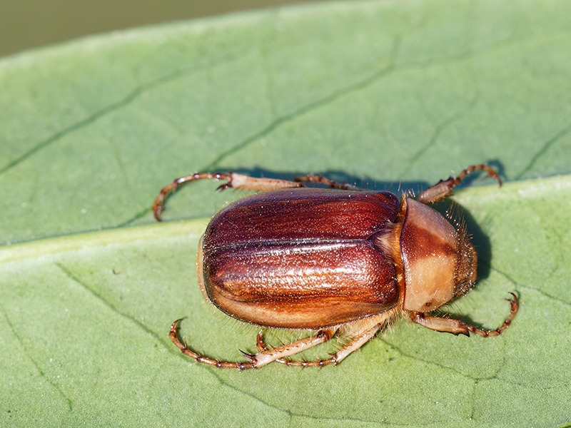 Rhizotrogus aestivus