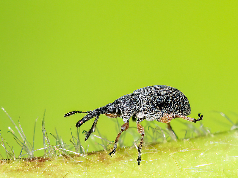 Rhopalapion longirostre (Männchen)