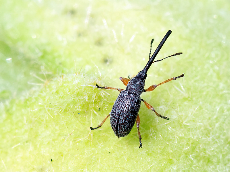 Rhopalapion longirostre (Weibchen)