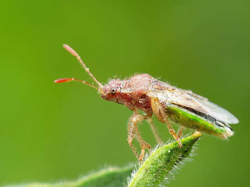 Rhopalus parumpunctatus