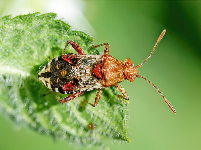 Rhopalus subrufus