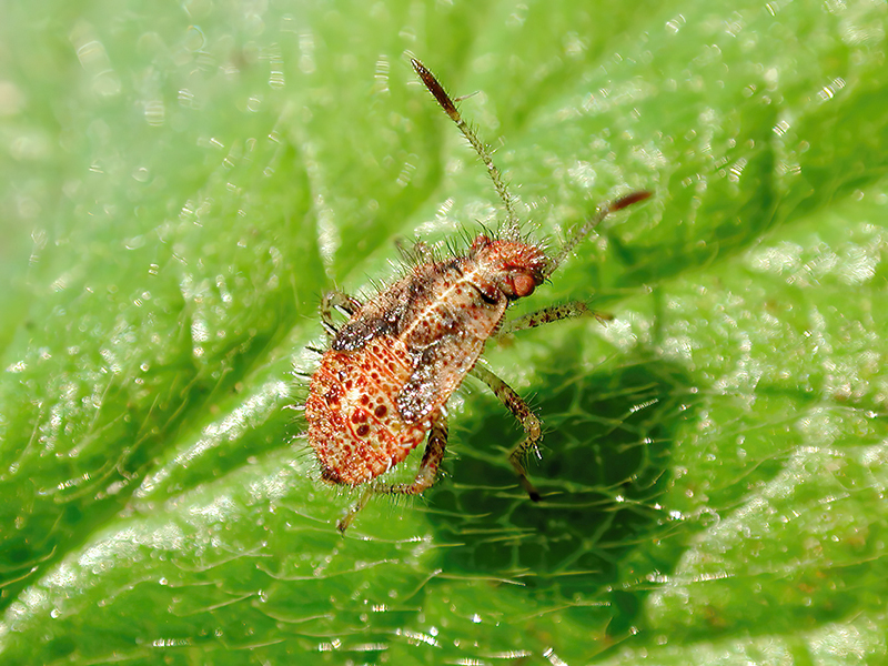 Rhopalus subrufus (Nymphe)