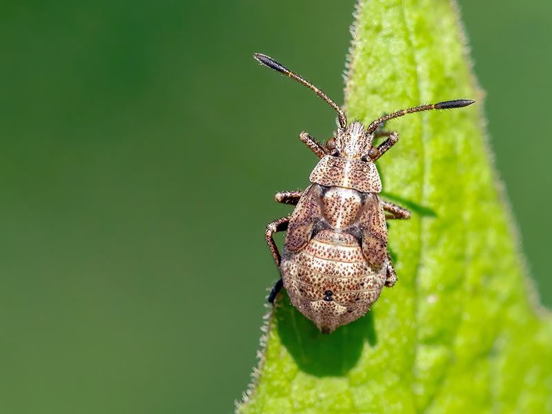 Rhopalus subrufus (Nymphe)