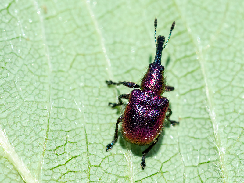 Rhynchites bacchus