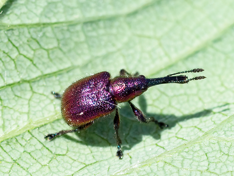 Rhynchites bacchus