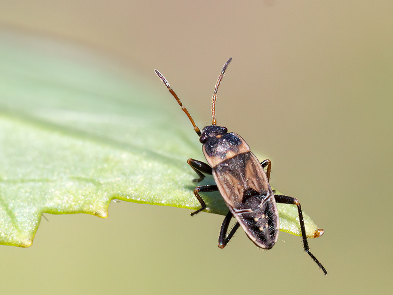 Rhyparochromus vulgaris (Nymphe)