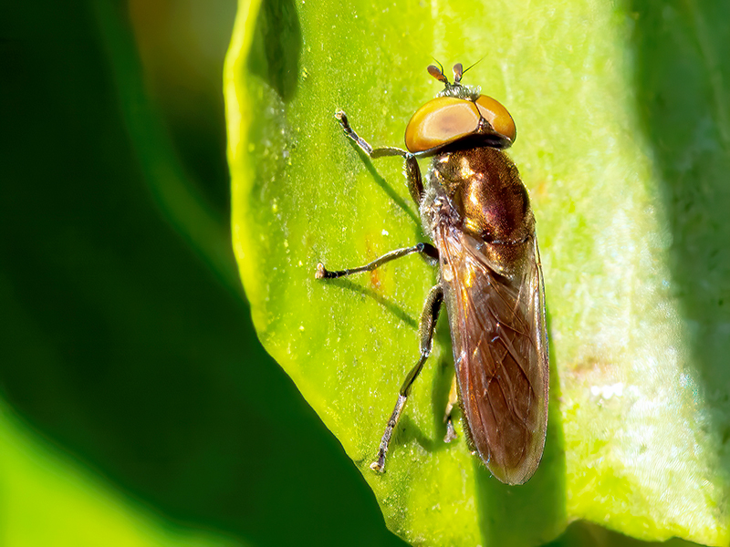 Riponnensia splendens (Männchen)