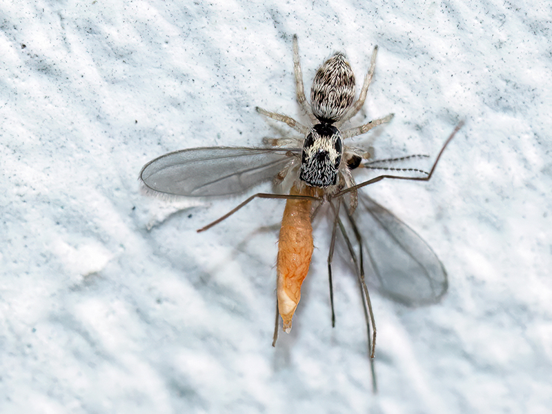 Salticus scenicus (Jungtier mit Gallmücke als Beute)