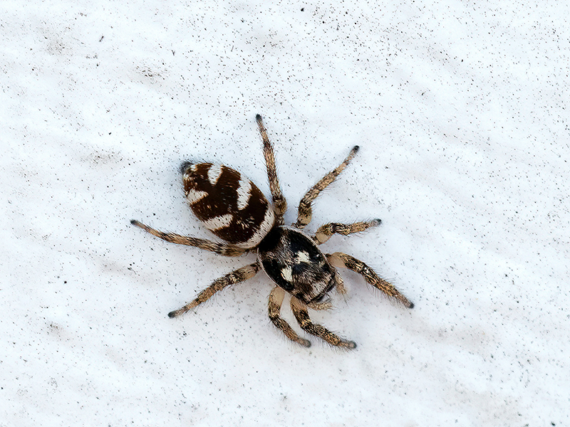 Salticus scenicus (Weibchen)