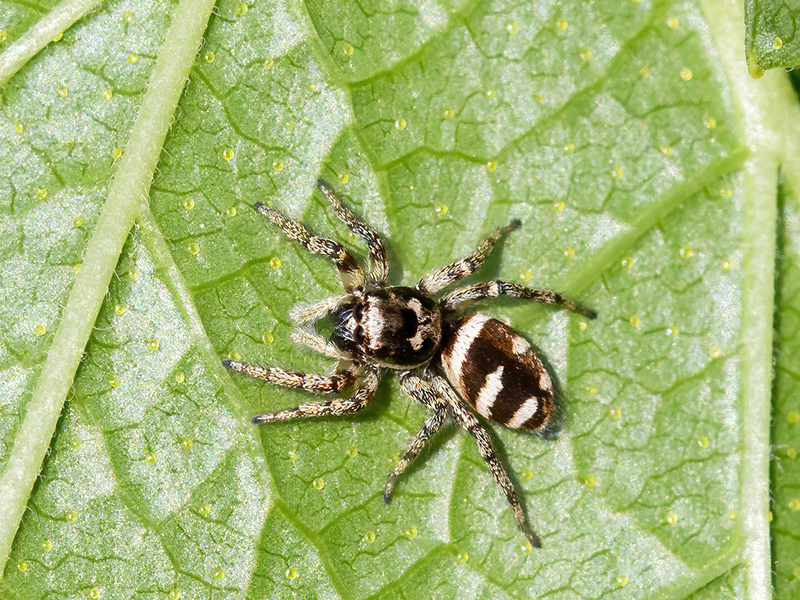 Salticus scenicus (Weibchen)