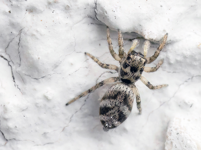 Salticus scenicus (Weibchen)