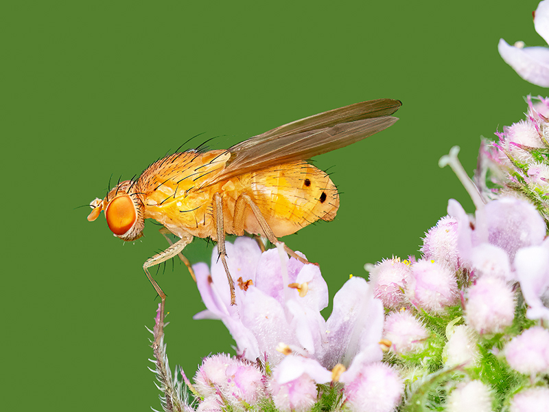 Sapromyzosoma quadricincta