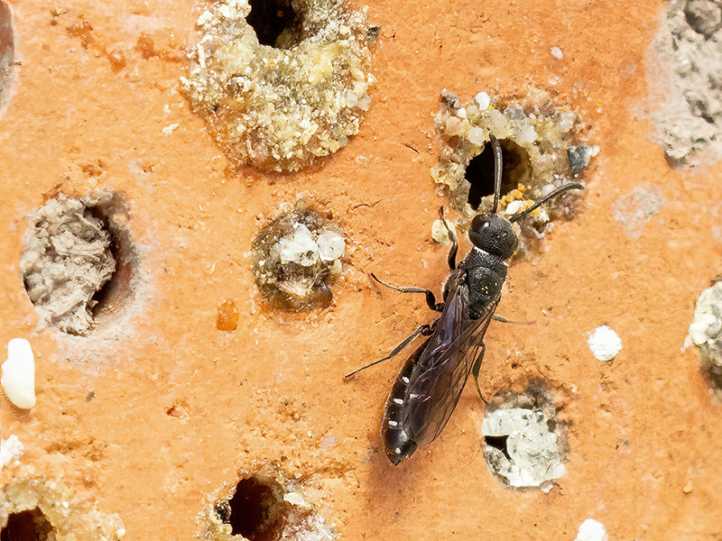 Sapygina decemguttata (Weibchen)