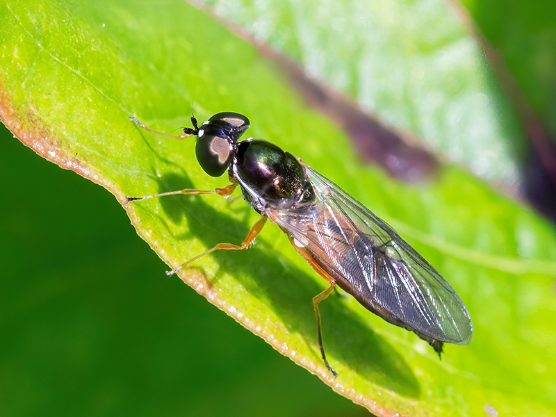 Sargus bipunctatus (Weibchen)