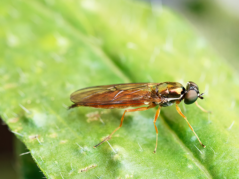 Sargus bipunctatus (Weibchen)