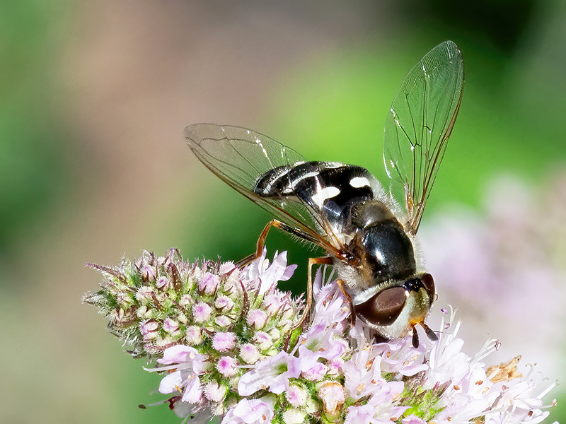 Scaeva pyrastri (Weibchen)